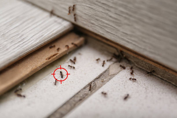 Best Pest Control Treatment  in Enterprise, WV