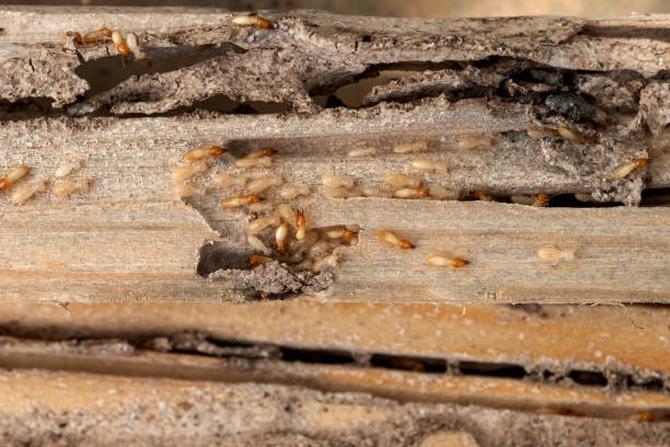 Best Wildlife Control Services  in Enterprise, WV