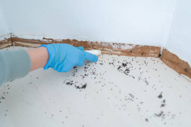 Best Ant Control Services  in Enterprise, WV